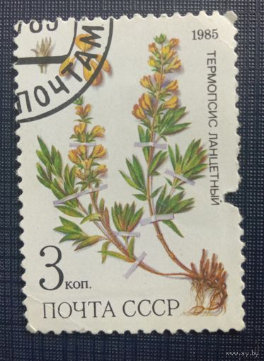 Марка СССР 1985 Термопсис