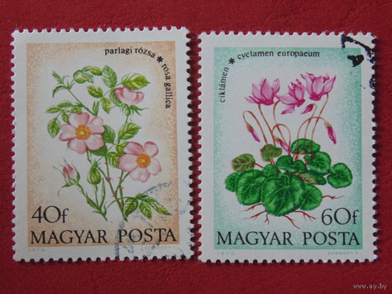 Венгрия. Цветы.