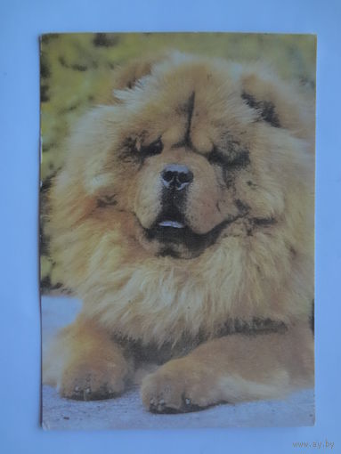 Календарик 1996 г. Чау-чау.