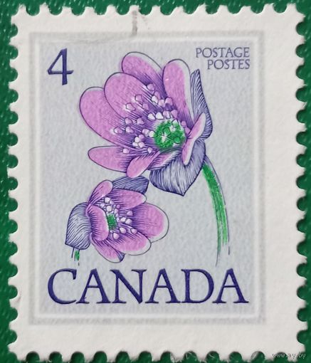 Канада. Флора. Цветы