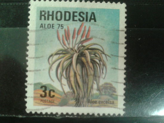 Родезия, 1975. Алоэ