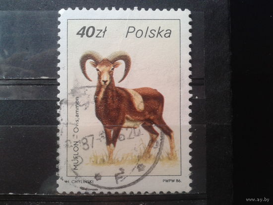 Польша 1986, Муфлон