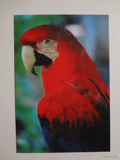 Календарик 1998 г. Попугай.