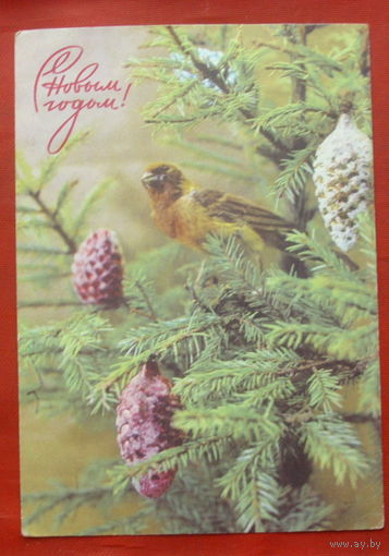 С новым годом! Чистая. 1971 года. Костенко. 330.