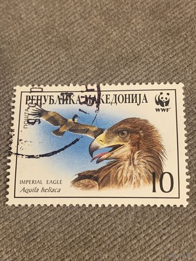 Македония. Фауна. Орел