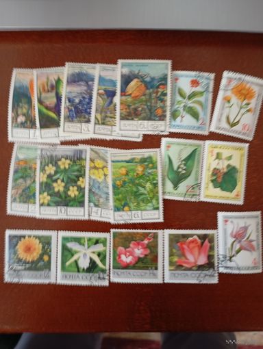 Флора сборный 25 шт