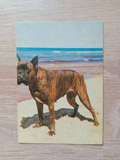 Календарик 1991