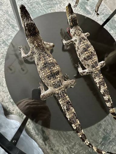 Чучело крокодила