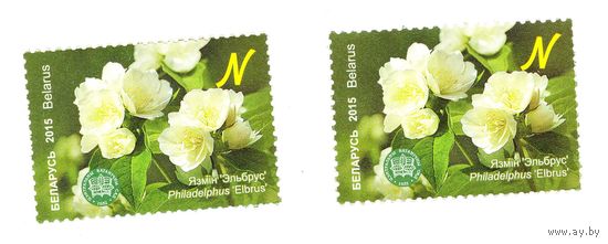 Марка Чубушник 'Эльбрус'