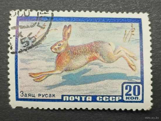1960 СССР. Фауна СССР. Заяц русак