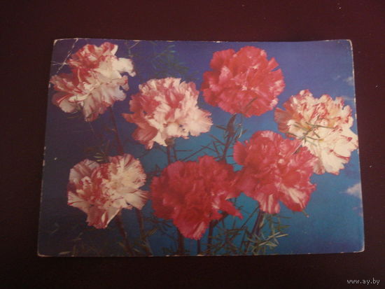 Открытка Гвоздики (чистая, СССР)
