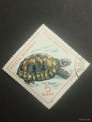 Румыния 1965. Рептилии. Средиземноморская черепаха