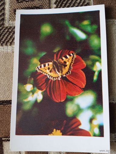 Поздравляю!  1976 г. худ. Дацкевича.