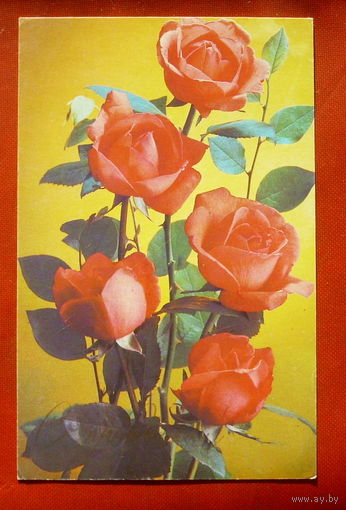 С праздником! Чистая. 1982 года. Фото Костенко. 1780.