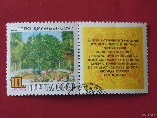 СССР 1970 г. Дерево Дружбы. Сочи.