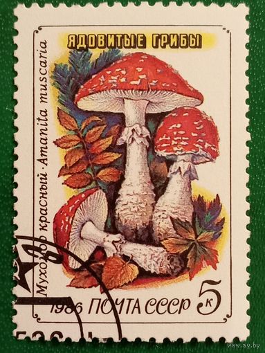 СССР 1986. Ядовитые грибы. Мухомор красный