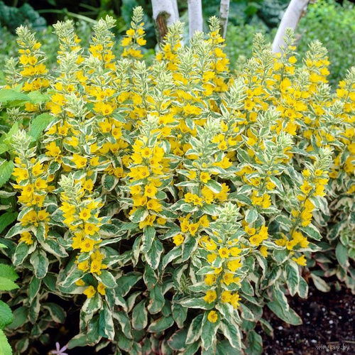 Вербейник вариегатный