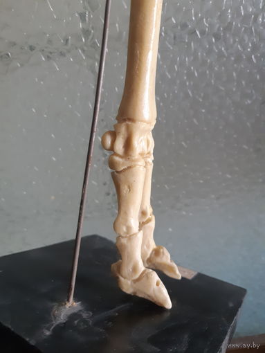 Макет из кости. Конечность овцы.