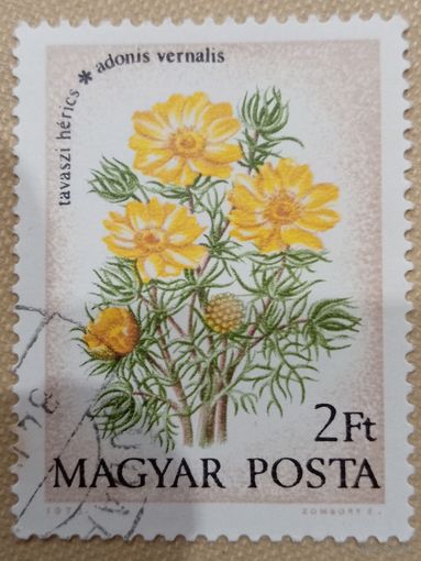 Венгрия 1973. Флора. Цветы. Adonis Vernalis. Марка из серии