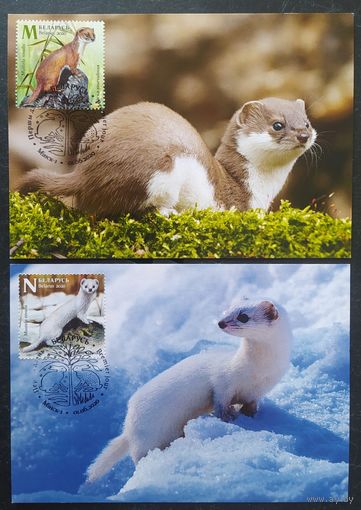 Беларусь 2020 КМ звери, тираж 30 экз. .