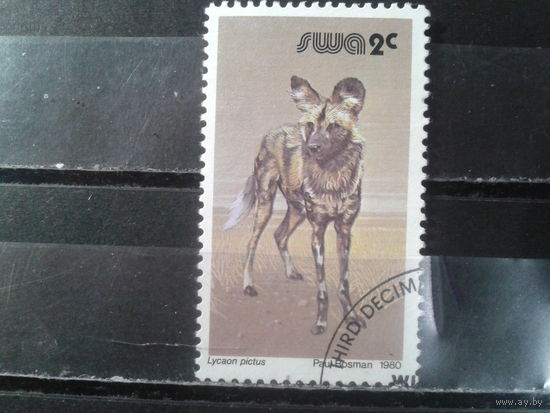 Юго-западная Африка, 1980.Дикая собака
