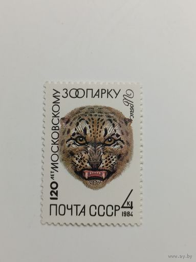 1984 СССР. Московский зоопарк. Фауна. Животные. Звери. Ирбис