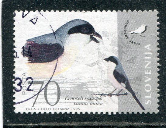 Словения. Фауна. Птицы