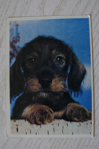 Календарик, 1994, Щенок (собака).