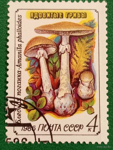 СССР 1986. Ядовитые грибы. Бледная поганка
