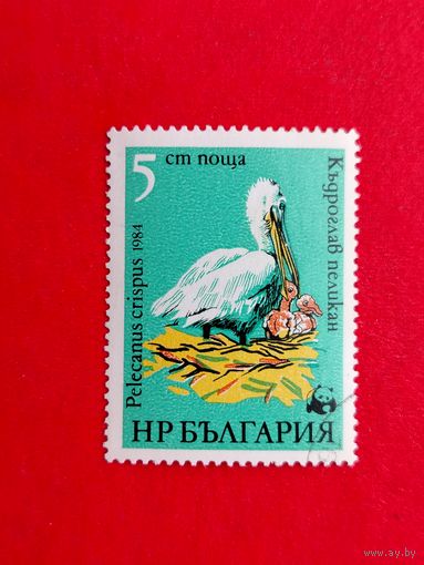 Болгария. Фауна. ( 1 марка ) 1984 года. 8-2.