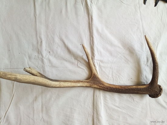 Рог оленя