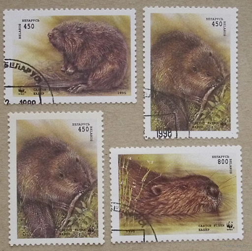 Беларусь. Бобры. ( 4 марки ) 1995 года. 6-3.