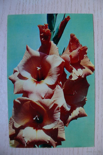 Матанов Н., Гладиолусы; 1975.