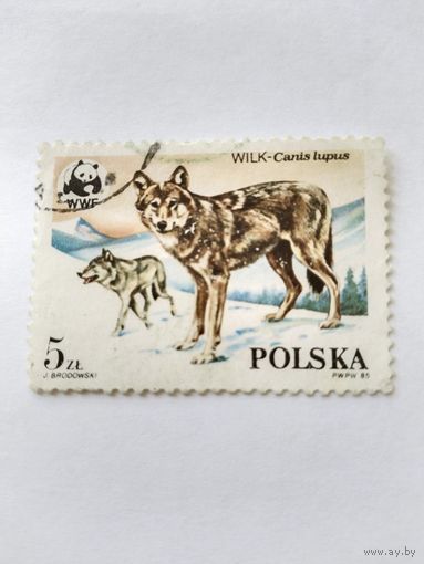 Польша 1985 волки