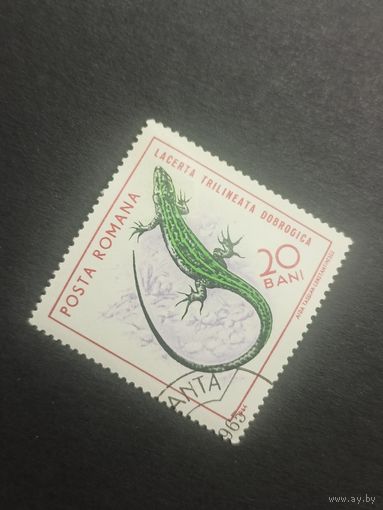 Румыния 1965. Рептилии. Ящерица