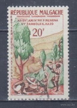 [1631] Мадагаскар 1960. Флора.Деревья.Озеленение. Одиночный выпуск.Гашеная марка.