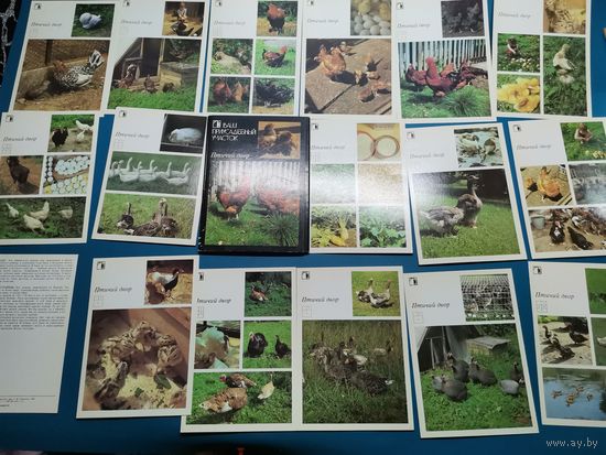 Открытка СССР. 18 шт. одним лотом.