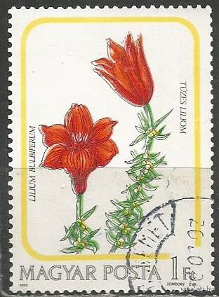Венгрия. Лилия лукавиценосная. 1985г. Mi#3788.