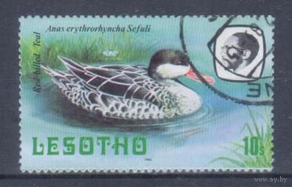 [2136] Лесото 1981. Фауна.Птицы.Утка. Гашеная марка.