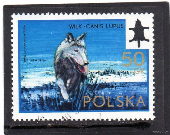 Польша. Mi:PL 2247. Волк (Canis lupus). Серия: Международный конгресс охотников .1973.