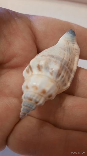 Ракушка маленькая (по одной штуке)