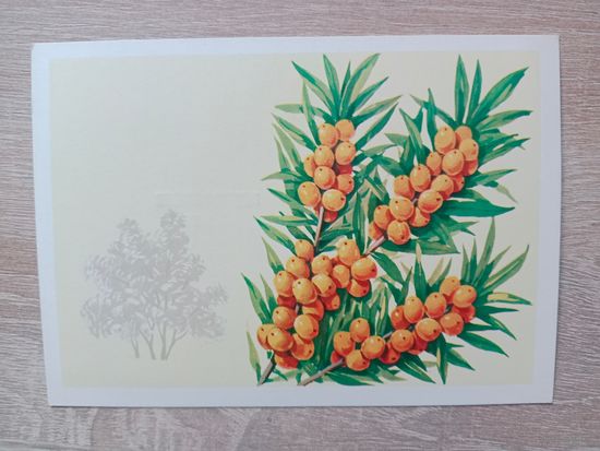 Куртенко 1980 чтстаян