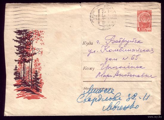 1967 год Сосна