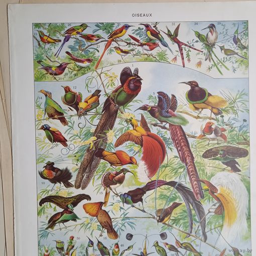 ПТИЦЫ. Энциклопедическая гравюра .OISEAUX  3. Франция нач.20в.