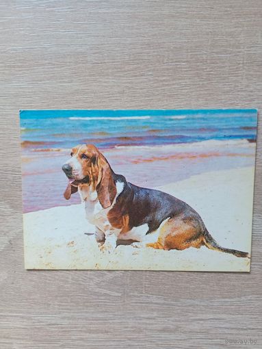 Календарик 1991