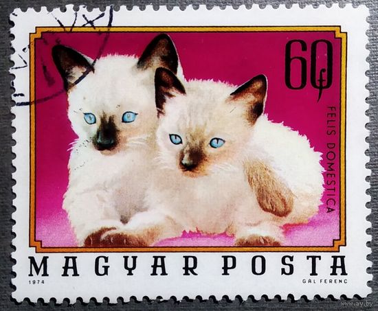 Марка Венгрия 1974 год Котята