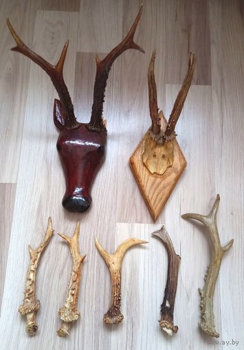 Рога Косули 9 штук.