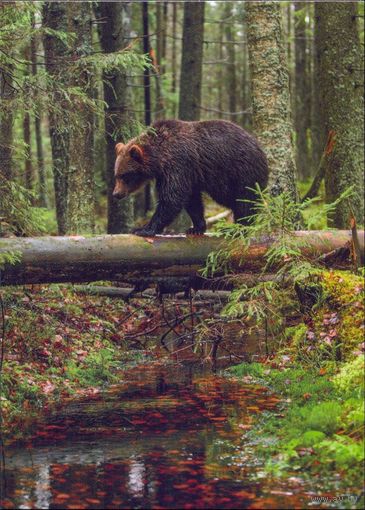 Беларусь 2021 открытка фауна бурый медведь