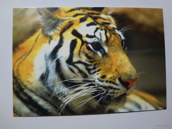 Календарик 1998 г. Тигр.