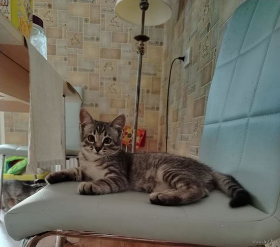Тигровые котята в дар